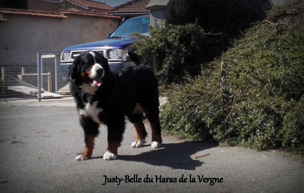 Justy-belle du Haras de la Vergne