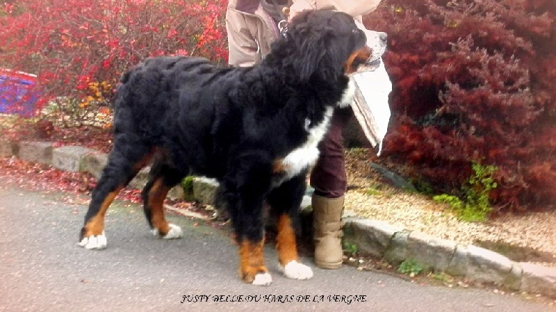 Justy-belle du Haras de la Vergne