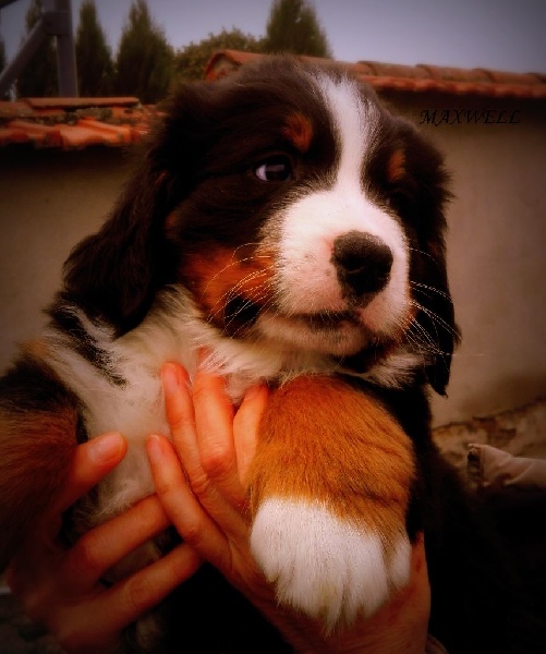 CHIOT MAÏCO